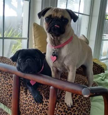 Two Pug dogs, one black and one fawn