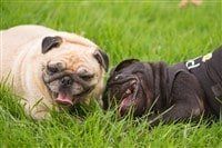 two-pug-dogs-playing