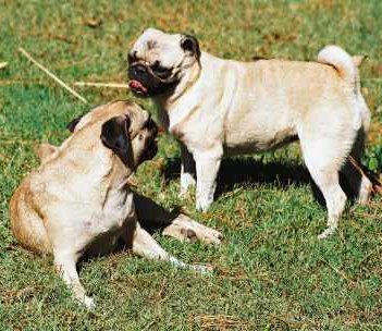 Two Pugs playing