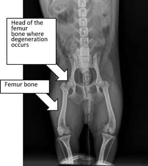 x-ray-of-dog-Legg-Calve-Perthes