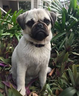 young Pug dog
