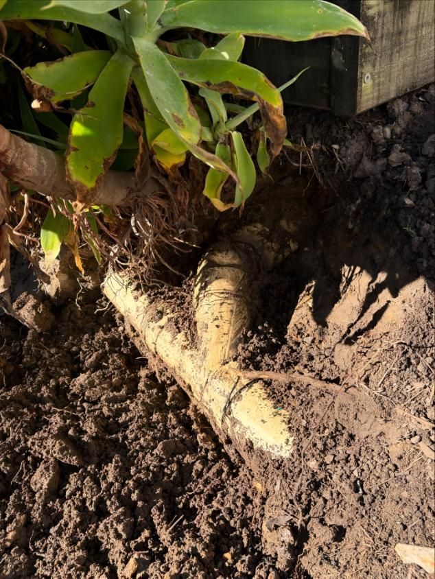 Roots of a Plant Are Visible in the Dirt — Luke Barry Plumbing in Tugun, QLD
