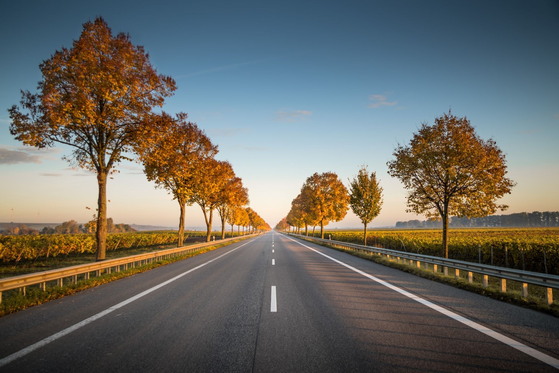 A road with trees on both sides of it