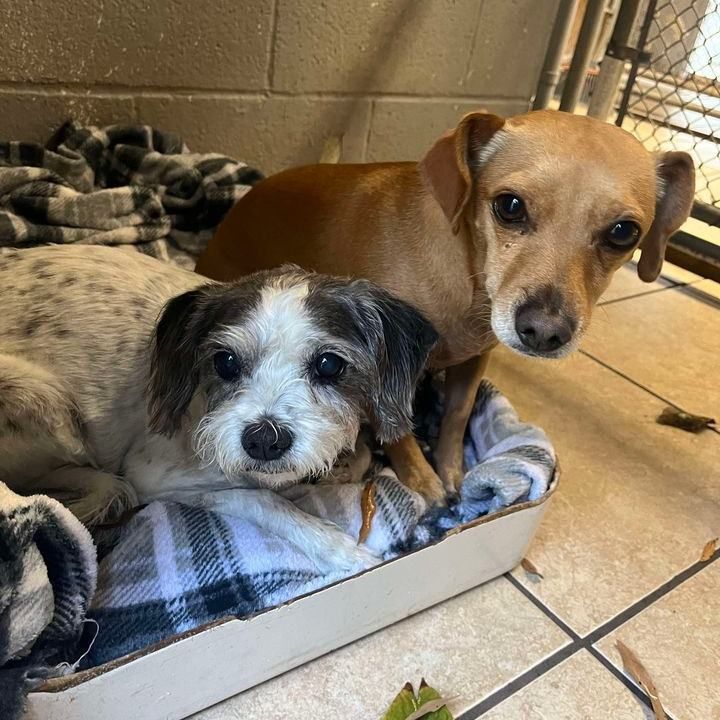 Dog being groomed at a salon; groomer trims ear fur with scissors and comb.