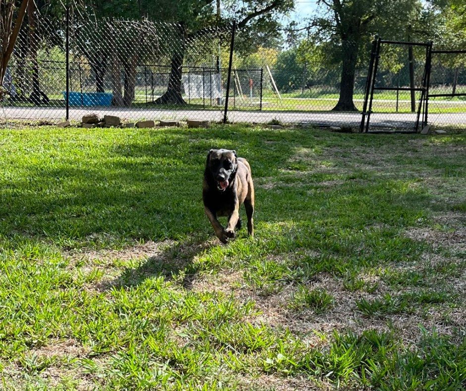 Siberian husky and golden retriever with paws on a white surface, looking up. Interior setting with blurred background.