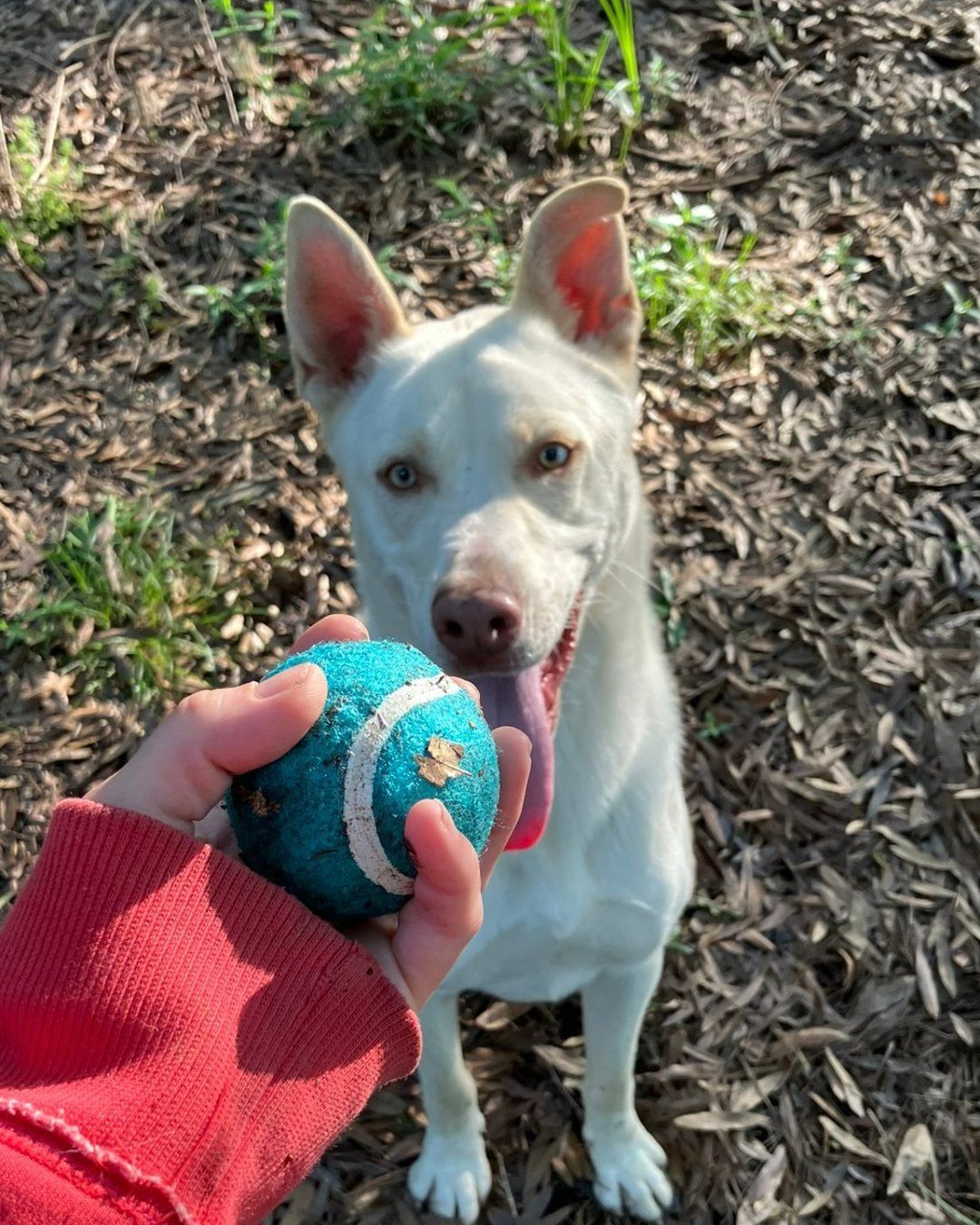 Golden retriever sits beside an open pet carrier on a blue rug indoors; dog is smiling.