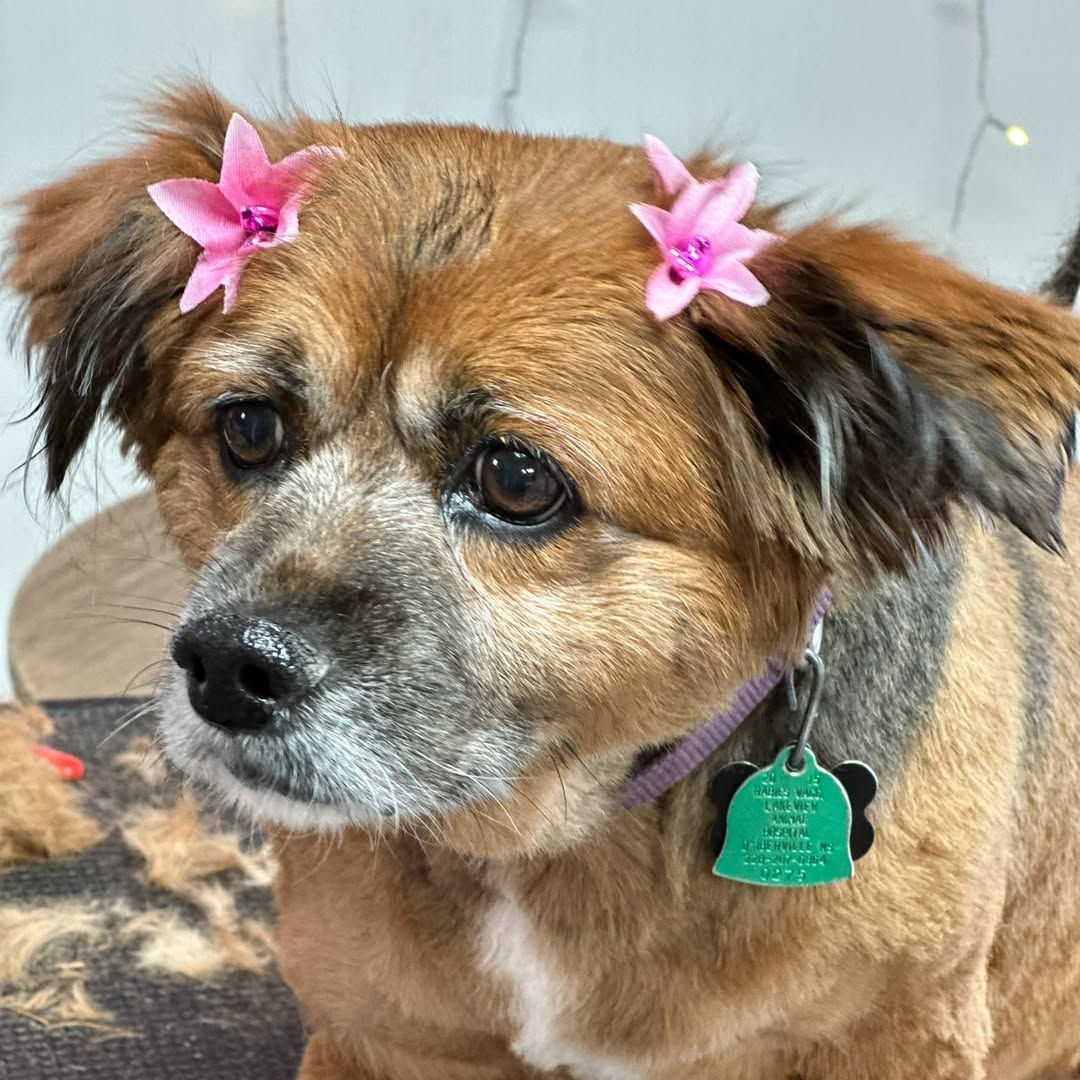 Five dogs of different breeds playing in a grassy fenced-in area on a sunny day.