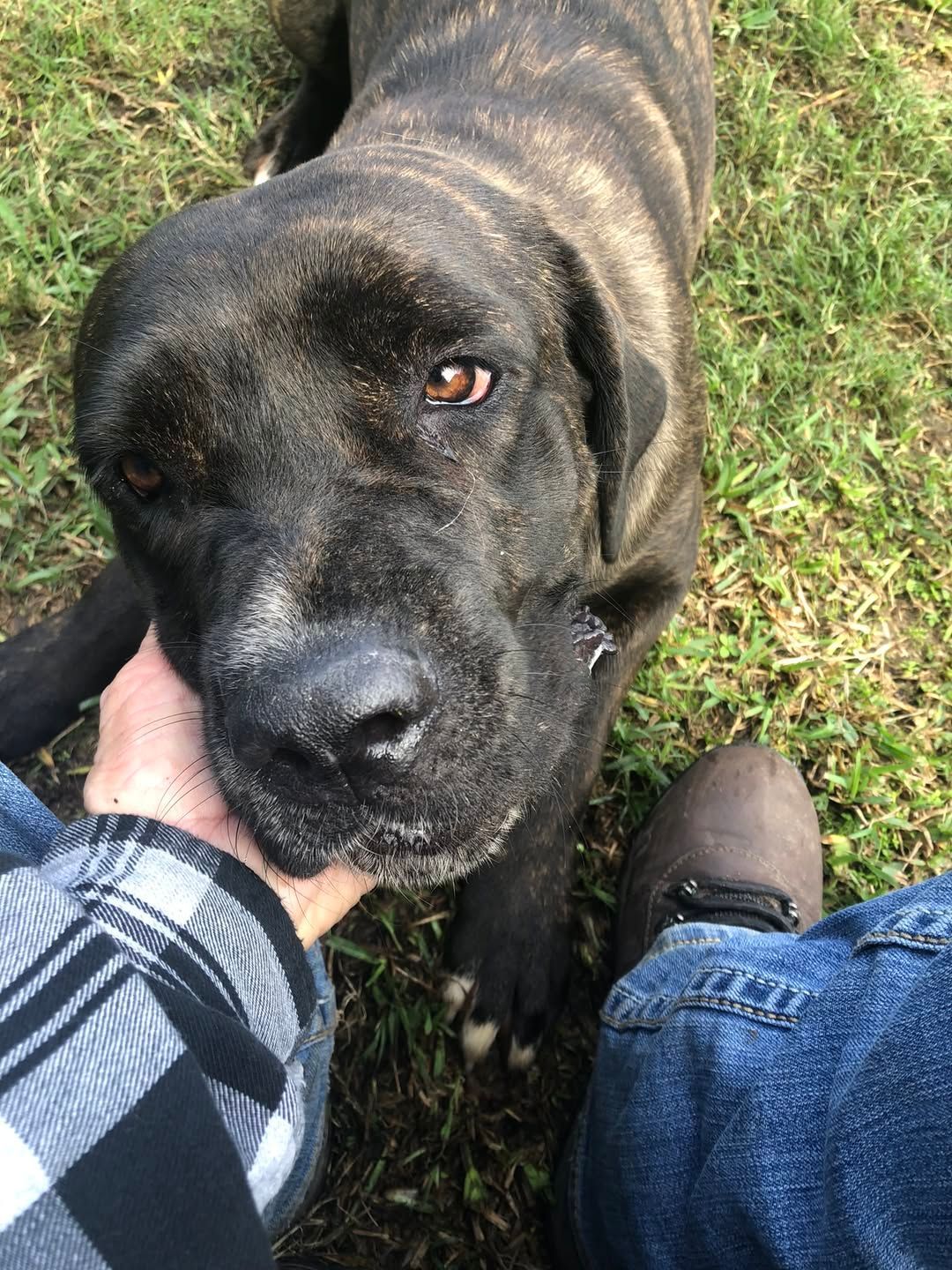 Person giving a cat a pill. The cat is held and looks toward the pill. Gray background.