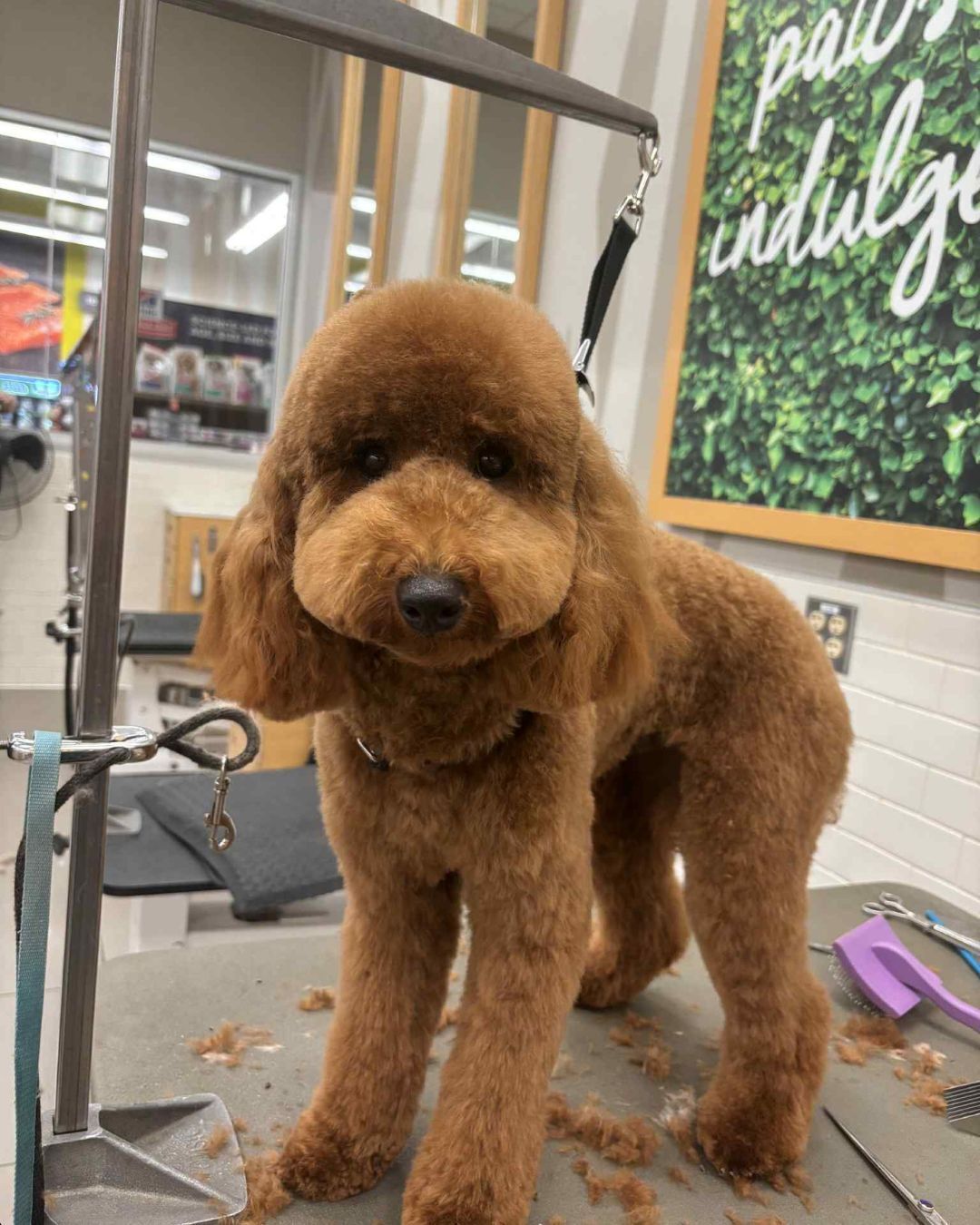 Two tabby kittens in a cage, looking out with concerned expressions.