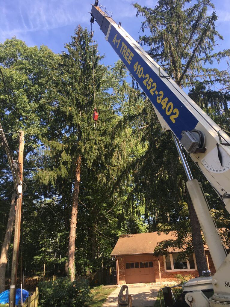 a crane is lifting a tree in front of a house .