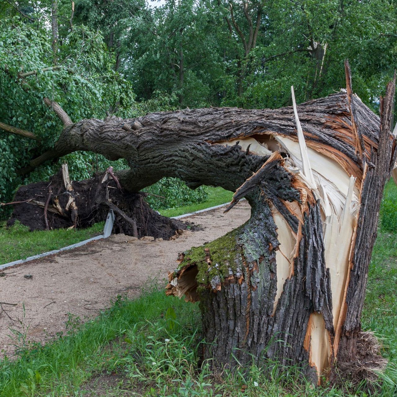 a tree that has been knocked over by a storm