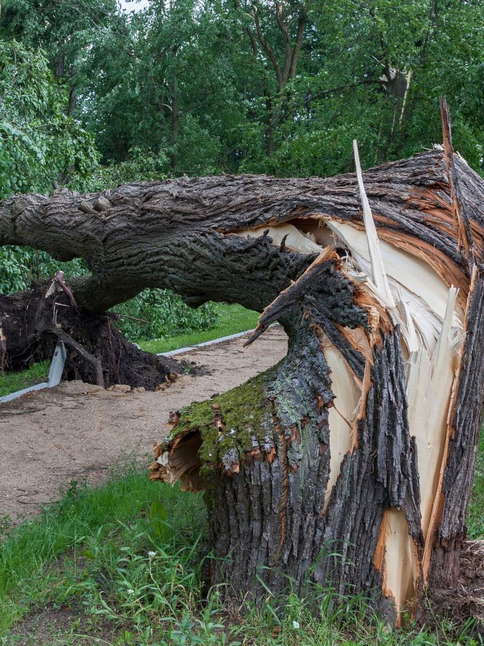 A tree that has been knocked over by a storm