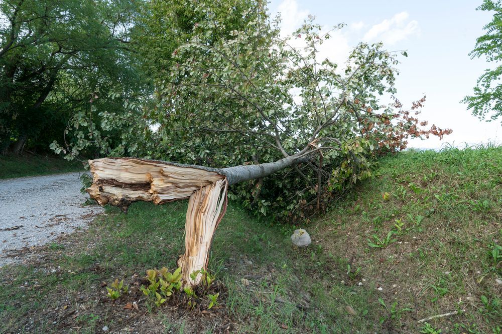 A tree that has fallen on the side of a road.