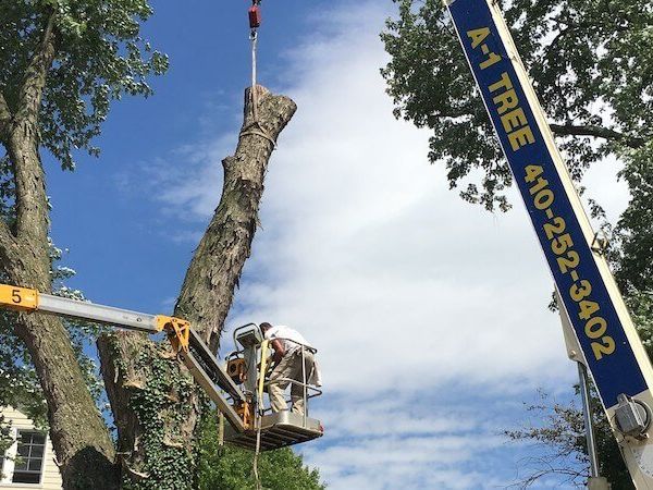 A man in a bucket is cutting down a tree