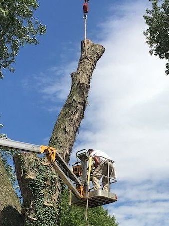 Expert tree services performed by baltimore best arborist