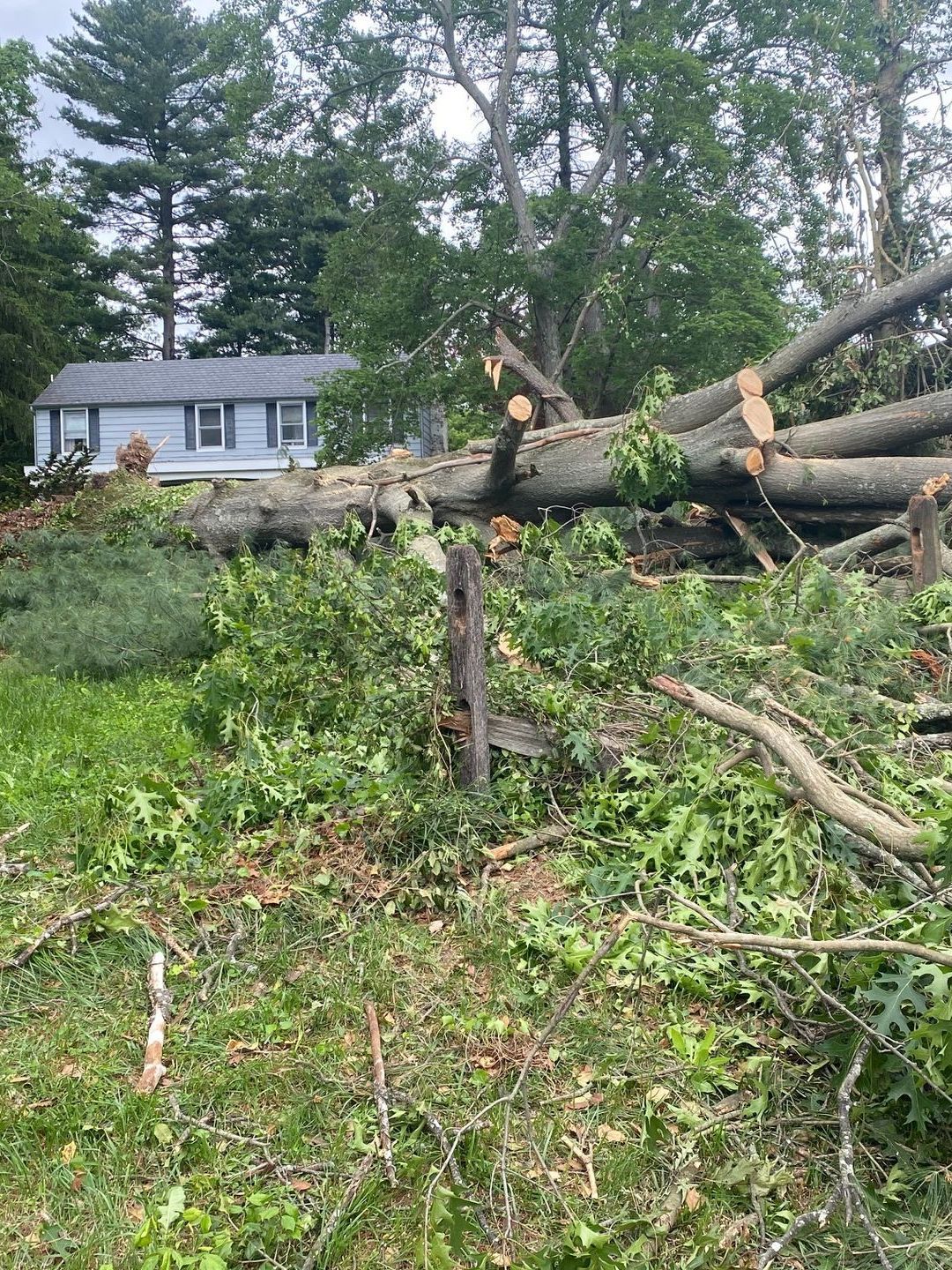 A man in a bucket is cutting a tree with a crane.