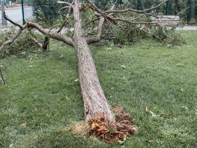 a fallen tree is laying on its side in the grass .