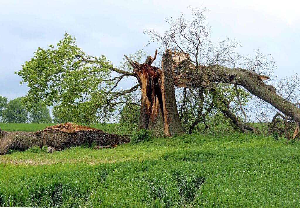 A tree that has been knocked over by a storm in a field.