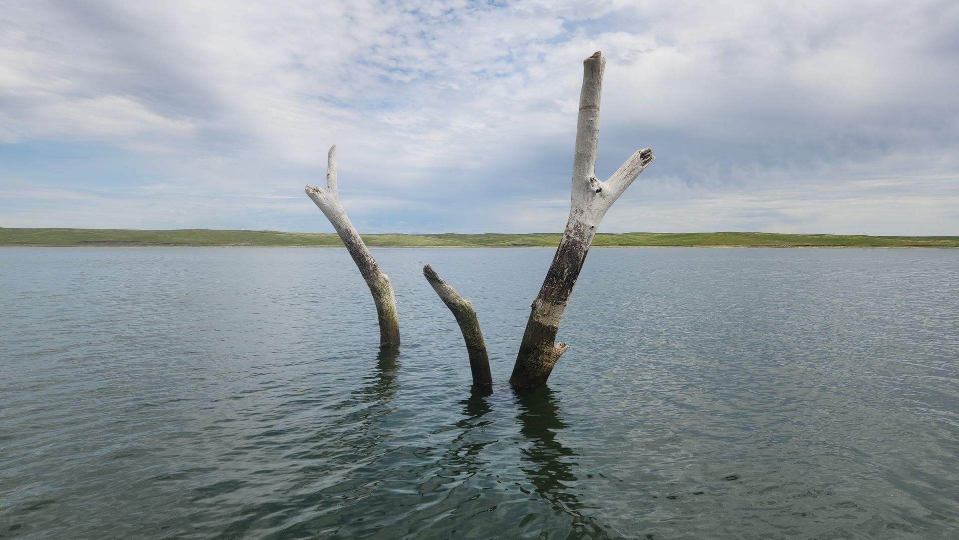 An old cottonwood floating on Oahe.