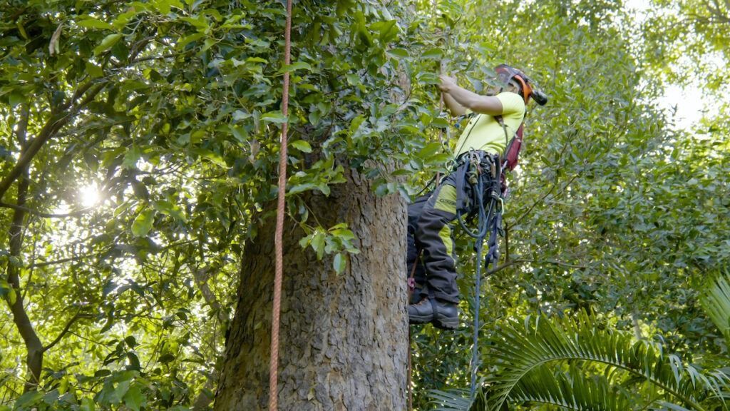 Arborist in safety gear climbs a tree, sunlight shining through the leaves.