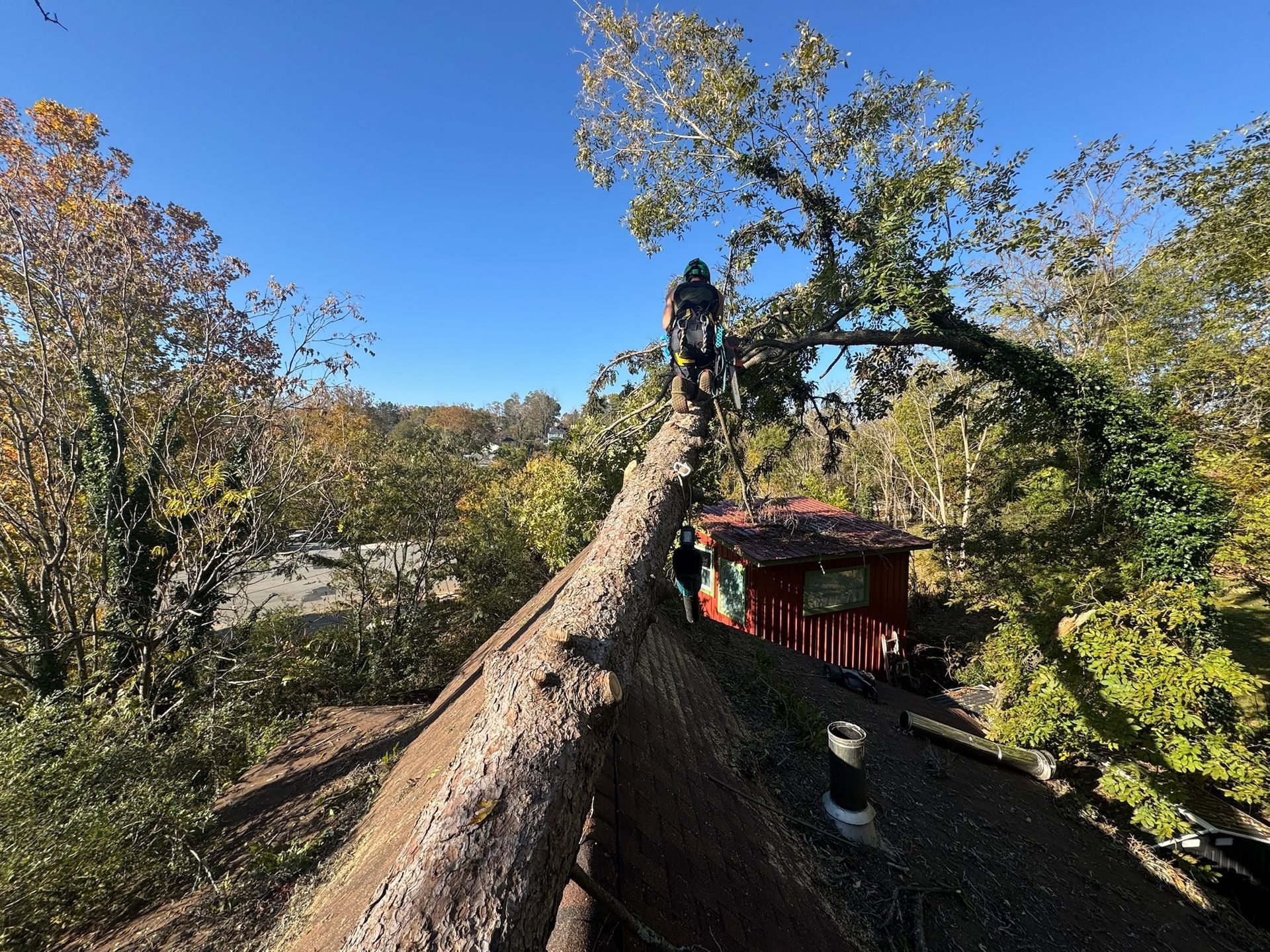 Person on a thatched roof trimming a tree branch; small red building below, trees in the background on a sunny day.