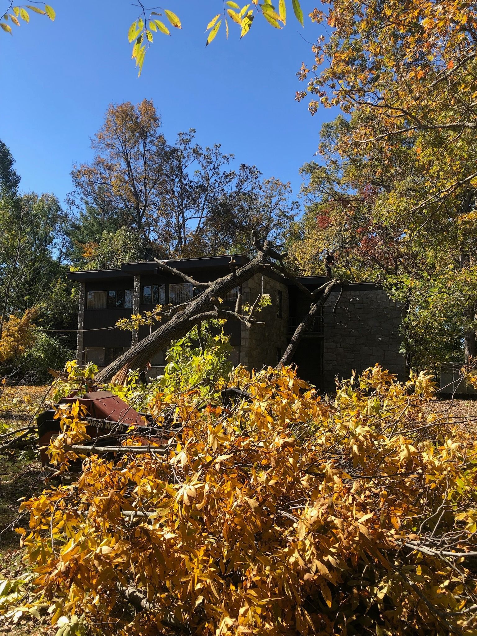 A house with a fallen tree in a forest, autumn foliage, blue sky.
