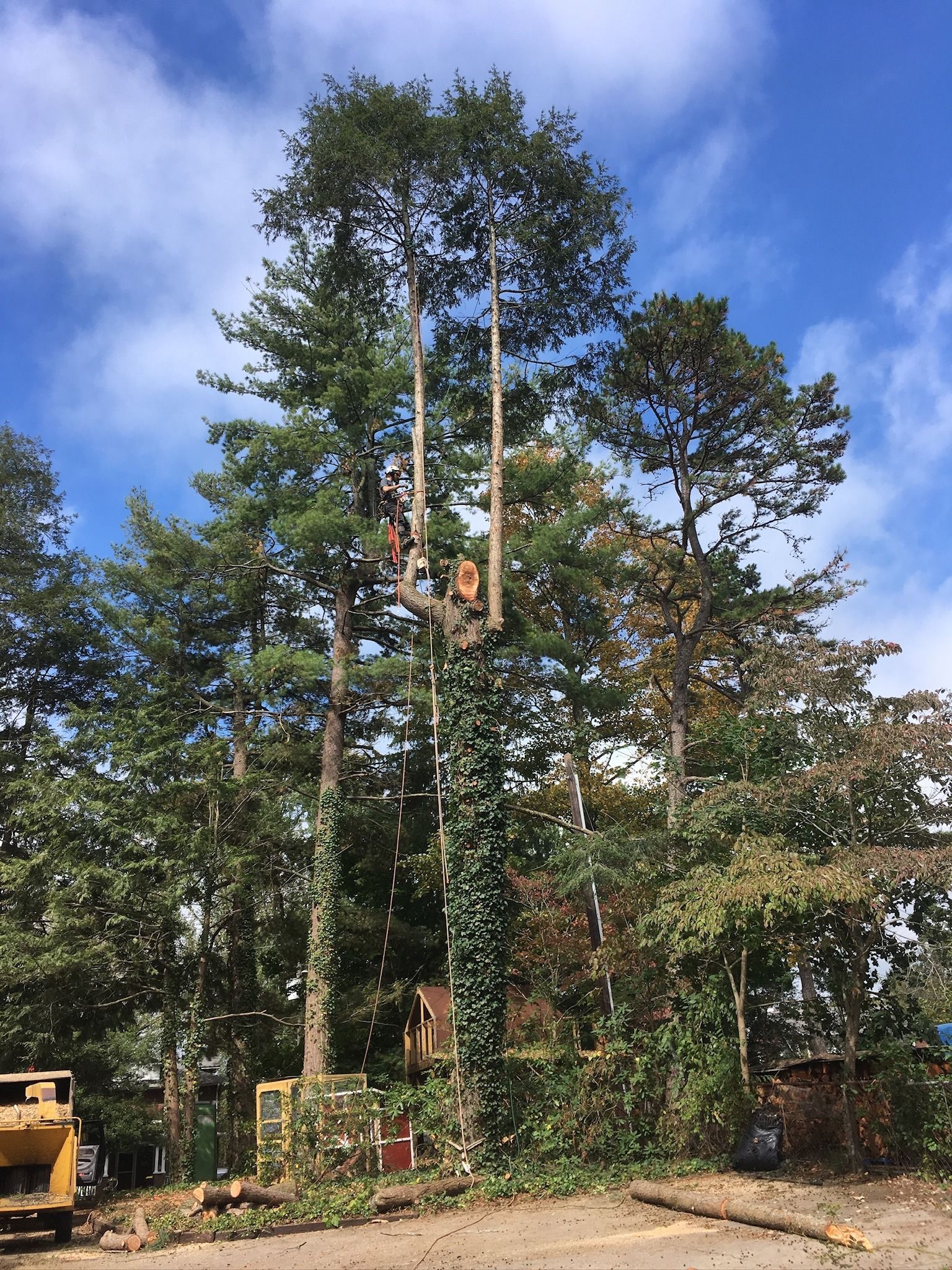 Workers trimming tall trees, visible against a partly cloudy sky. The trees have bare trunks and full canopies.