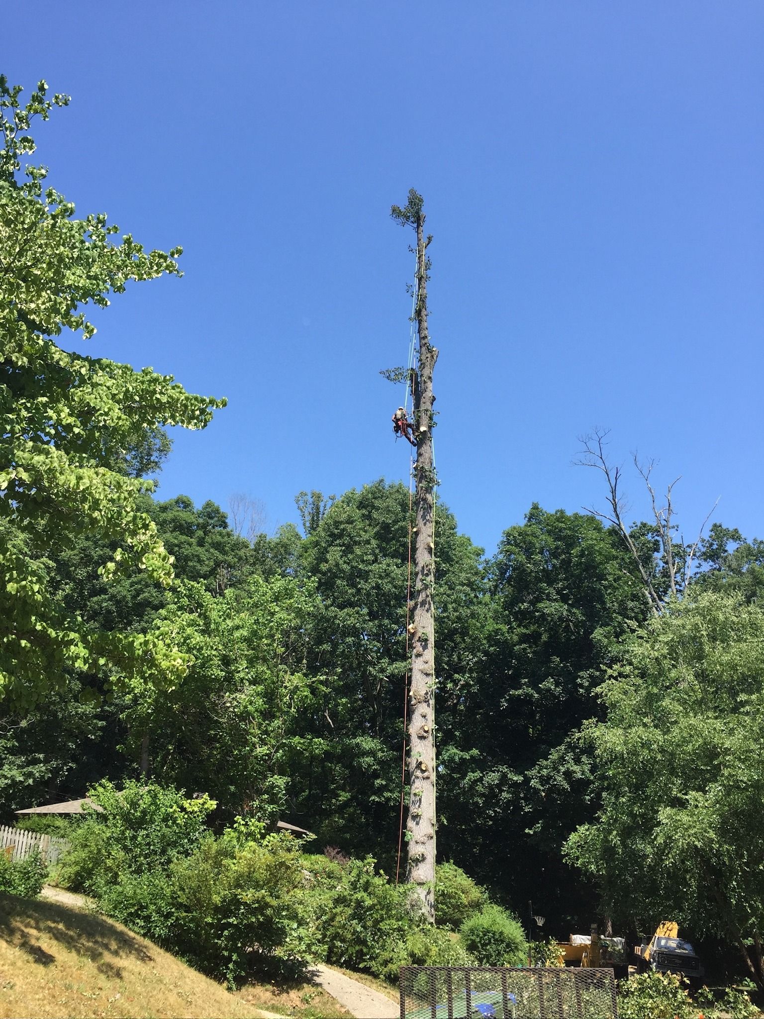 Tall tree trunk with sparse branches against a blue sky, surrounded by green trees and foliage.