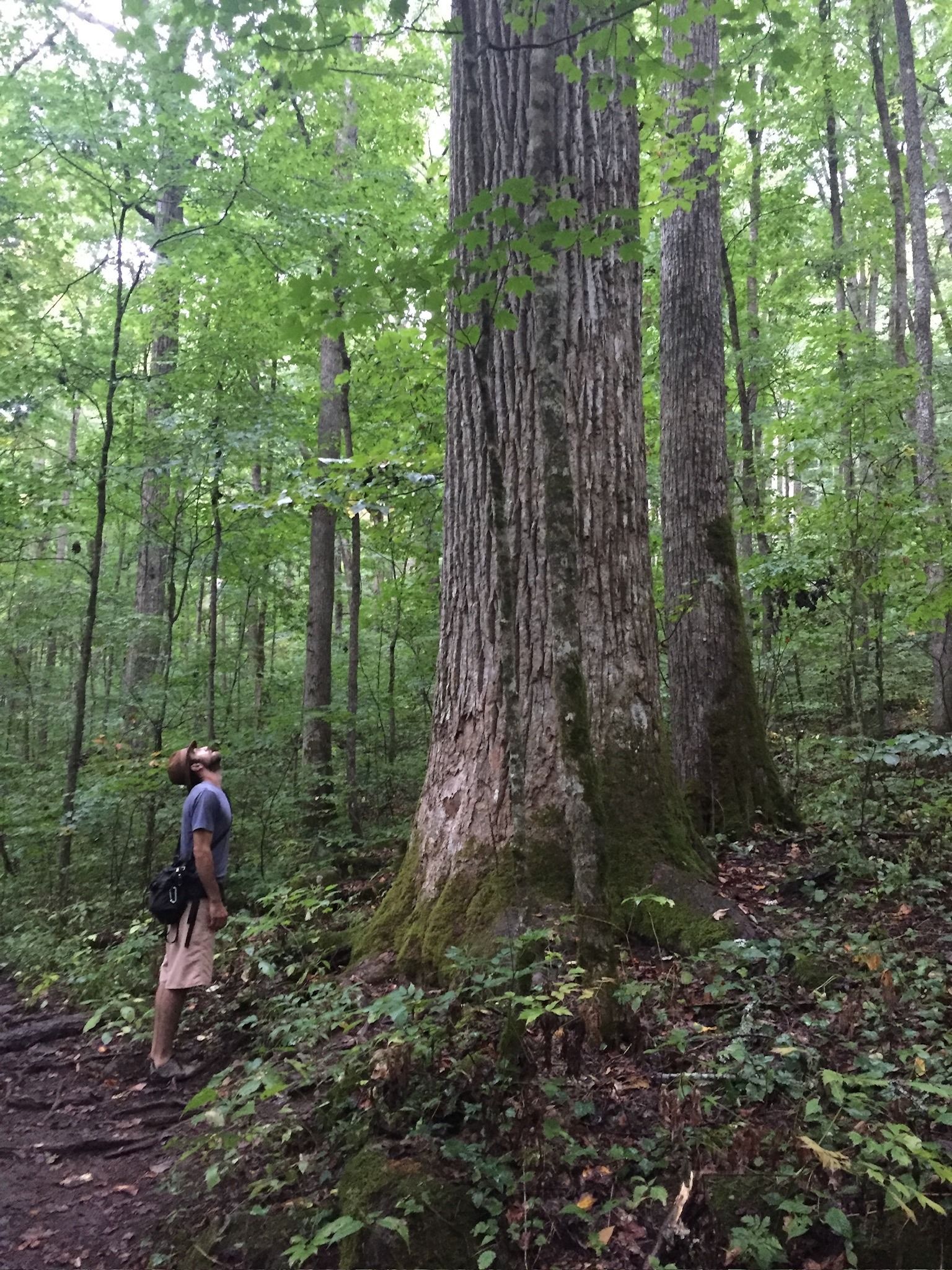 Person standing near large trees in a lush green forest, brown trunks, sunlit foliage.