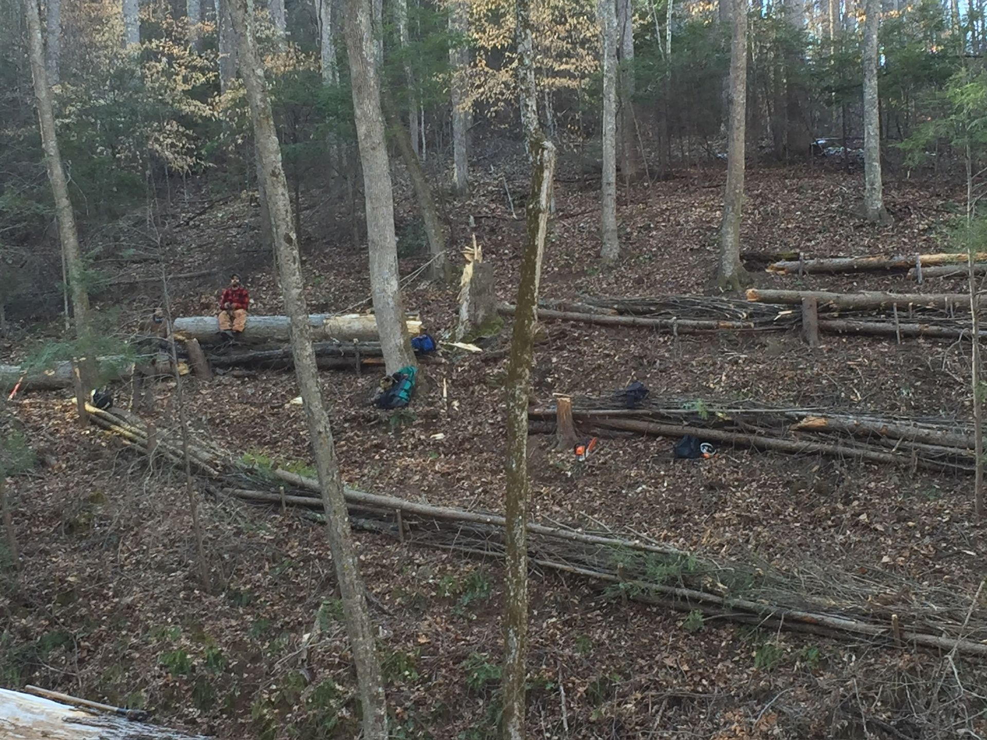 People working in a forest clearing, logs and cut branches scattered on the ground.