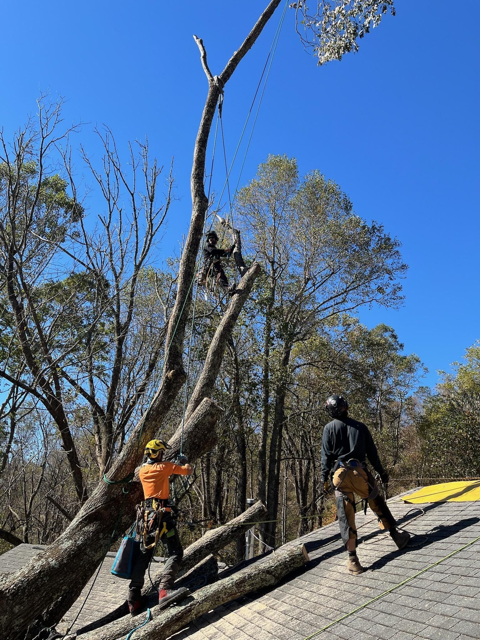 Three people trimming a tall tree against a blue sky; two on ground, one in tree, using ropes.
