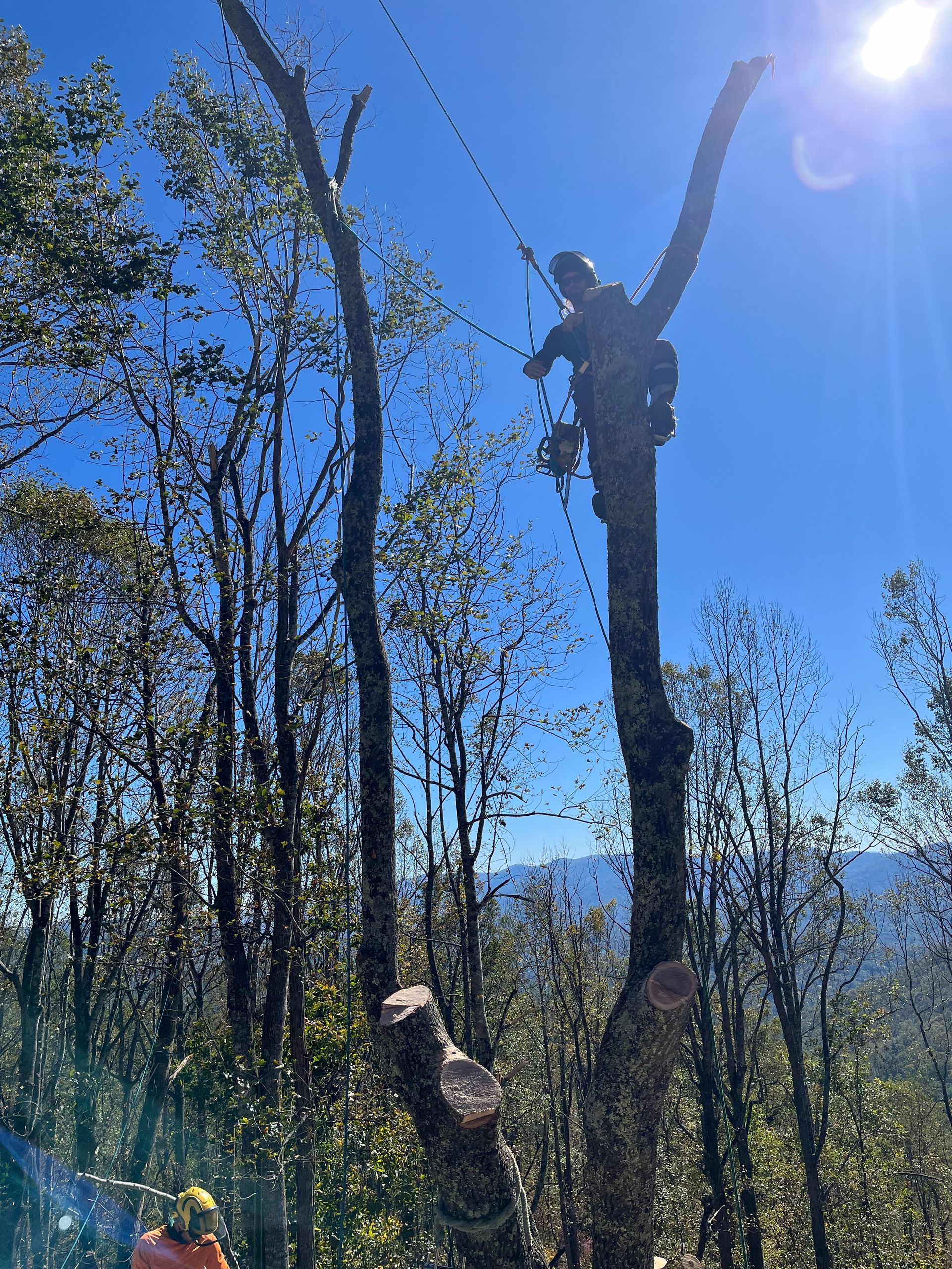 Arborist using a chainsaw on a tall tree, blue sky, two other workers below.