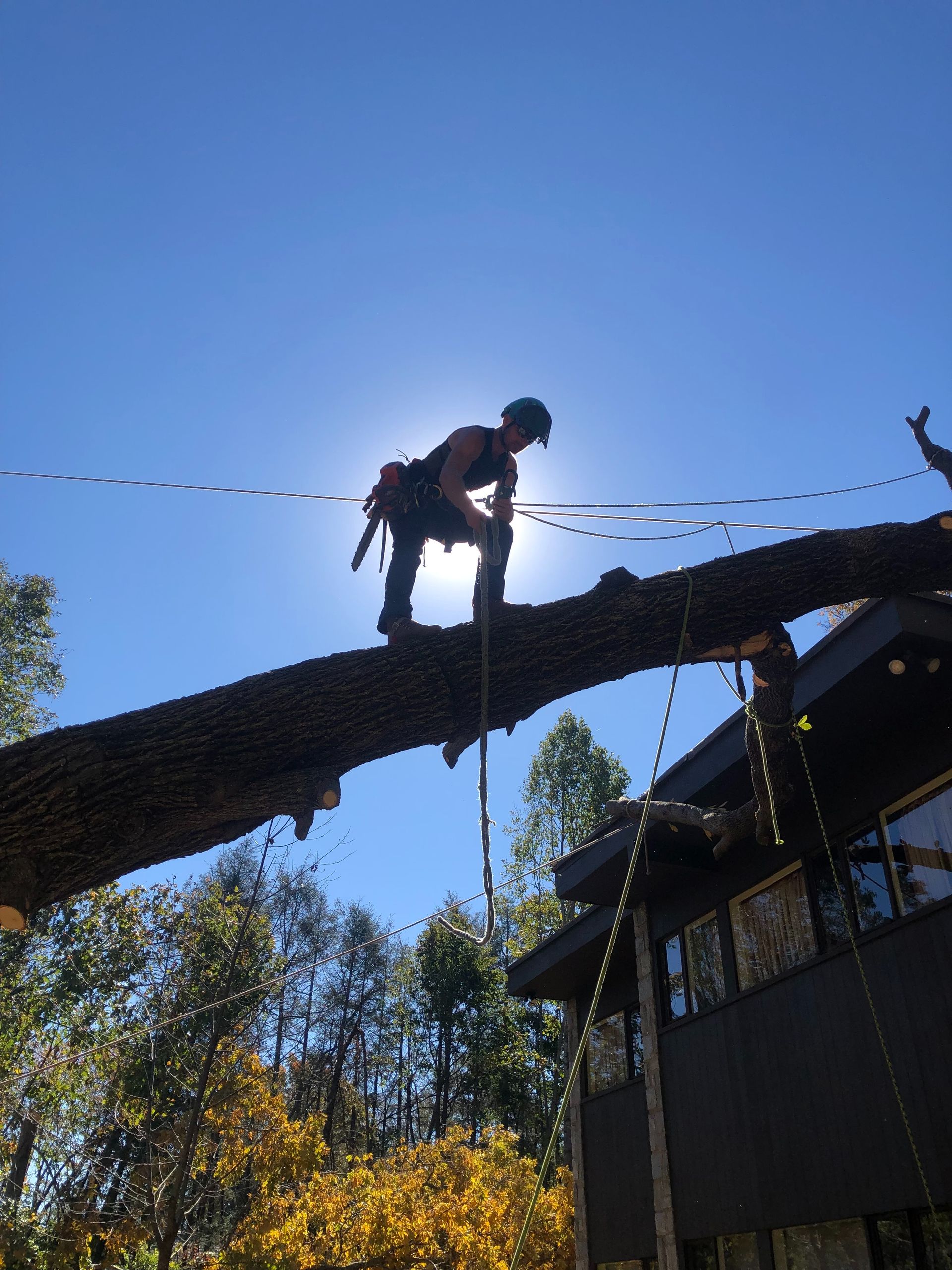 Arborist silhouetted on a tree branch, securing ropes near a building. Bright sun in the background.