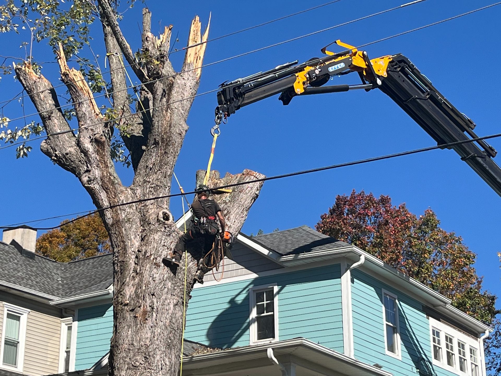 Tree service worker cutting tree near a house with a crane and utility lines on a clear day.