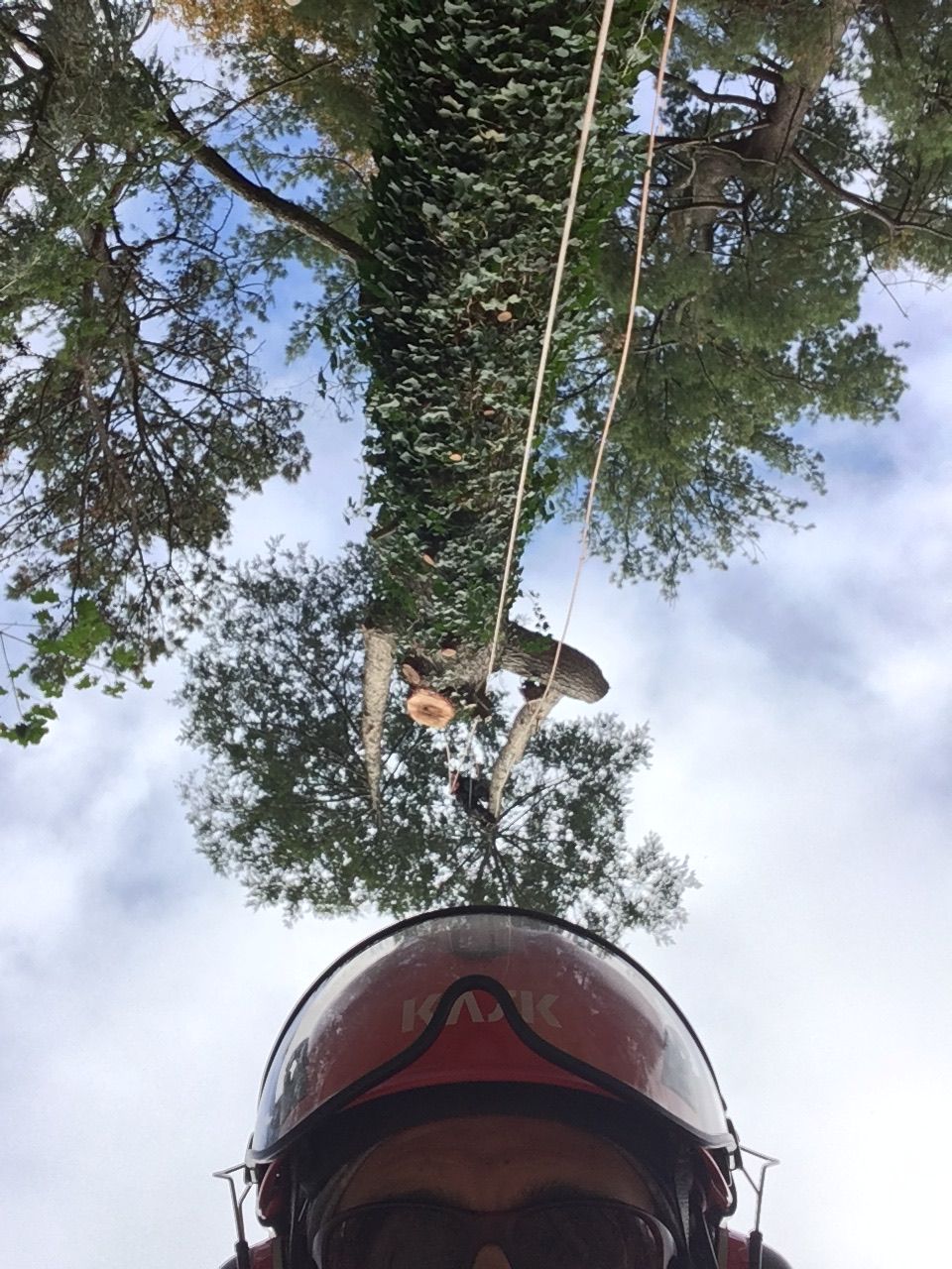 Tree worker in helmet looks up at tree, holding a saw with rope lines, sky overhead.
