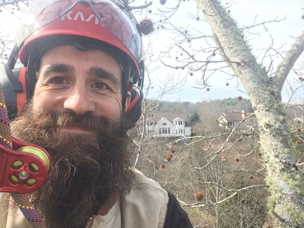 Arborist in red helmet and beard smiling in a tree, houses visible in the background.