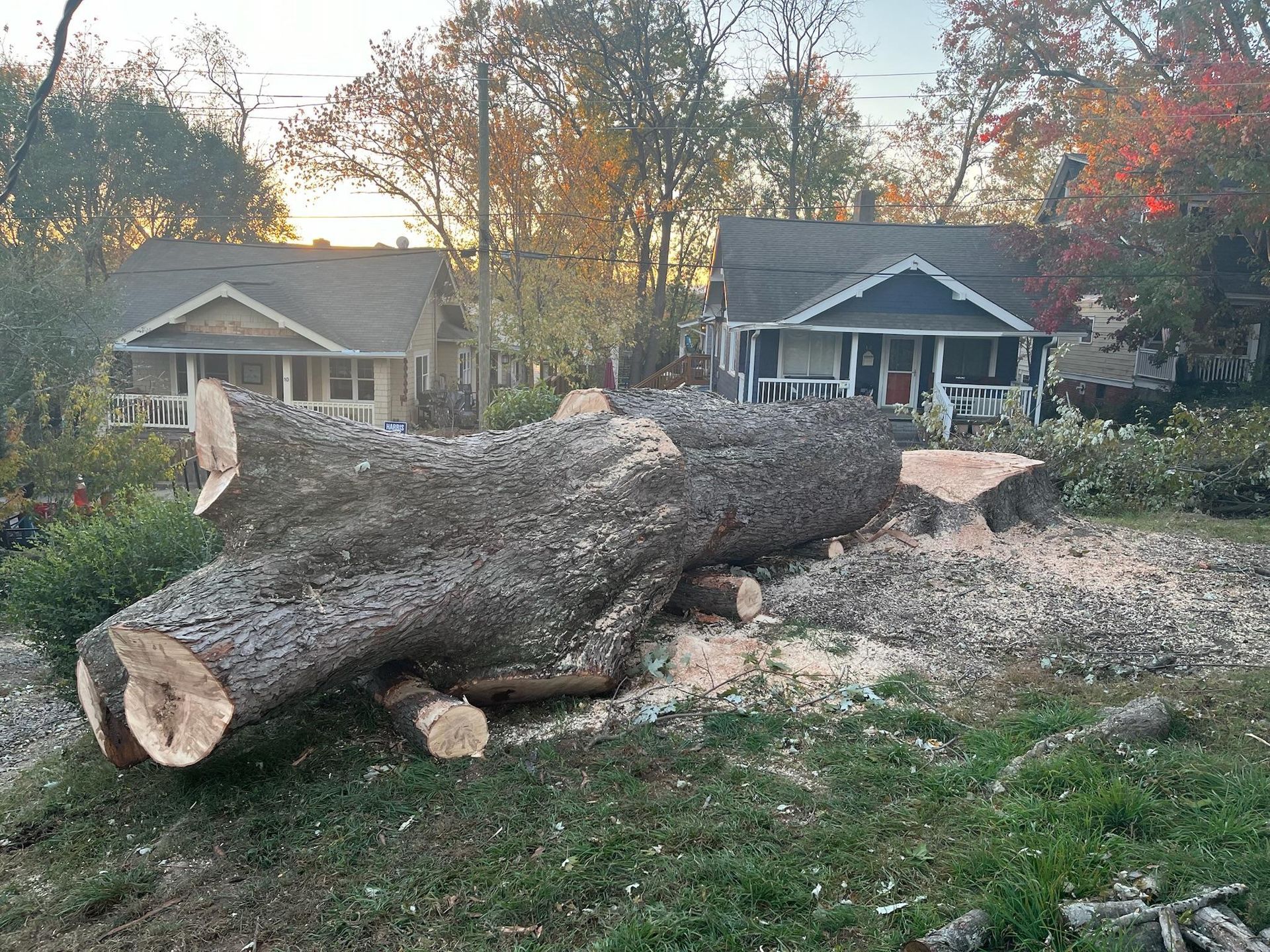 Fallen tree trunk on grass, cut into sections. Two houses in background, trees with autumn foliage.