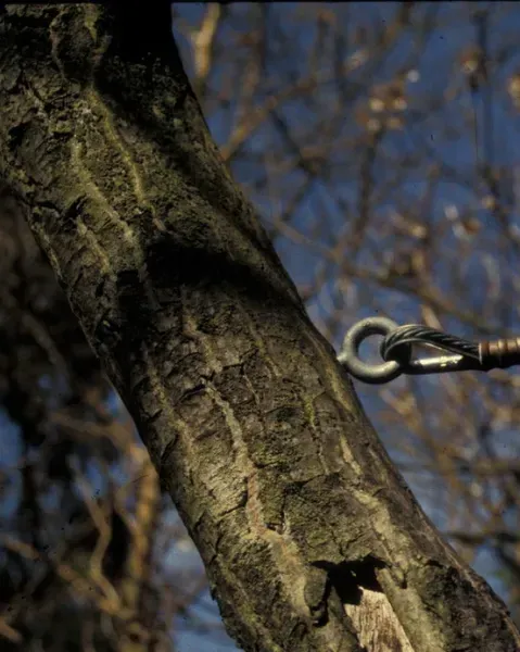Tree trunk with metal cable attached. Brown bark, blue sky background.