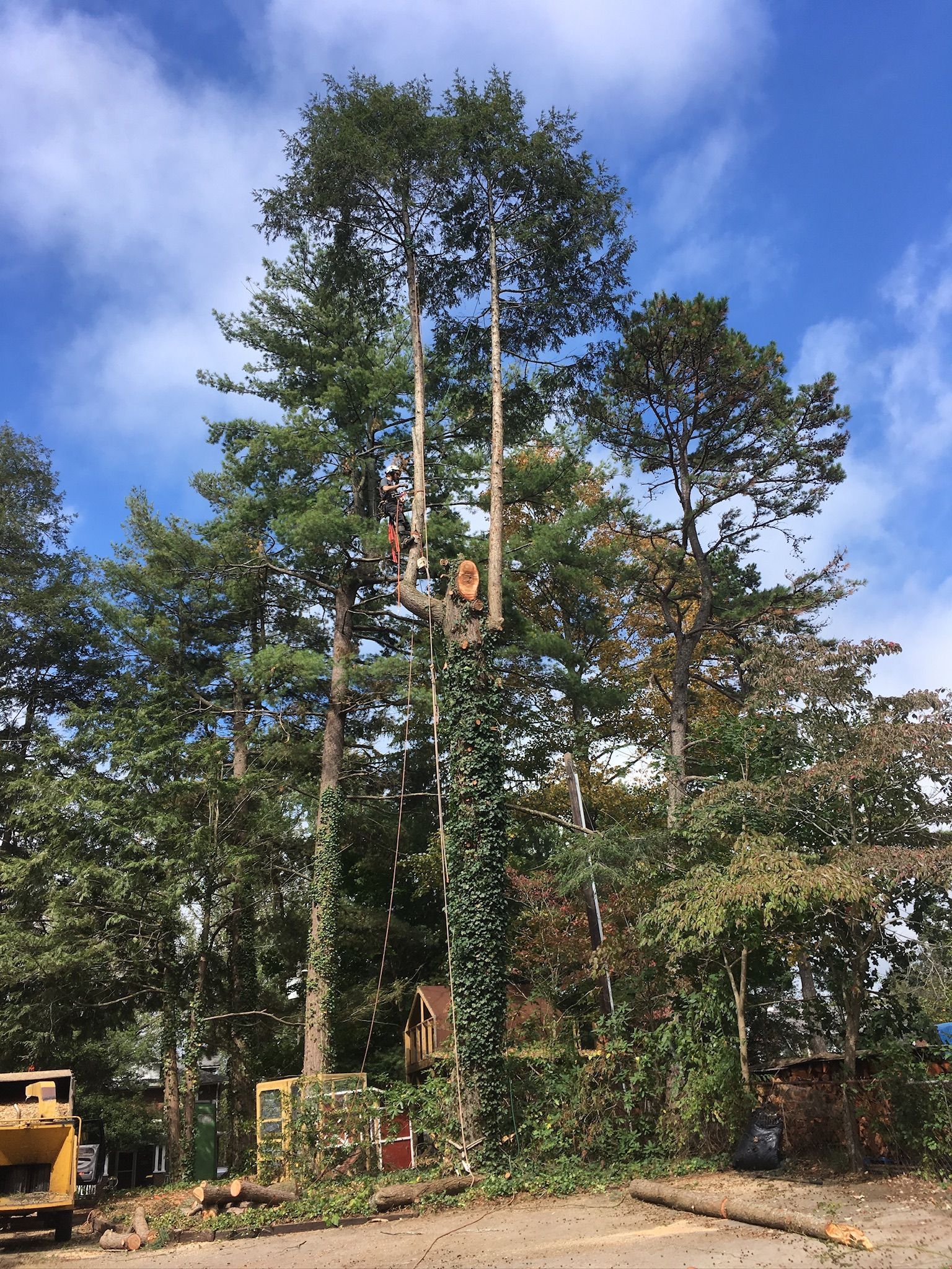 Tree climbers in tall trees; debris on ground, blue sky.