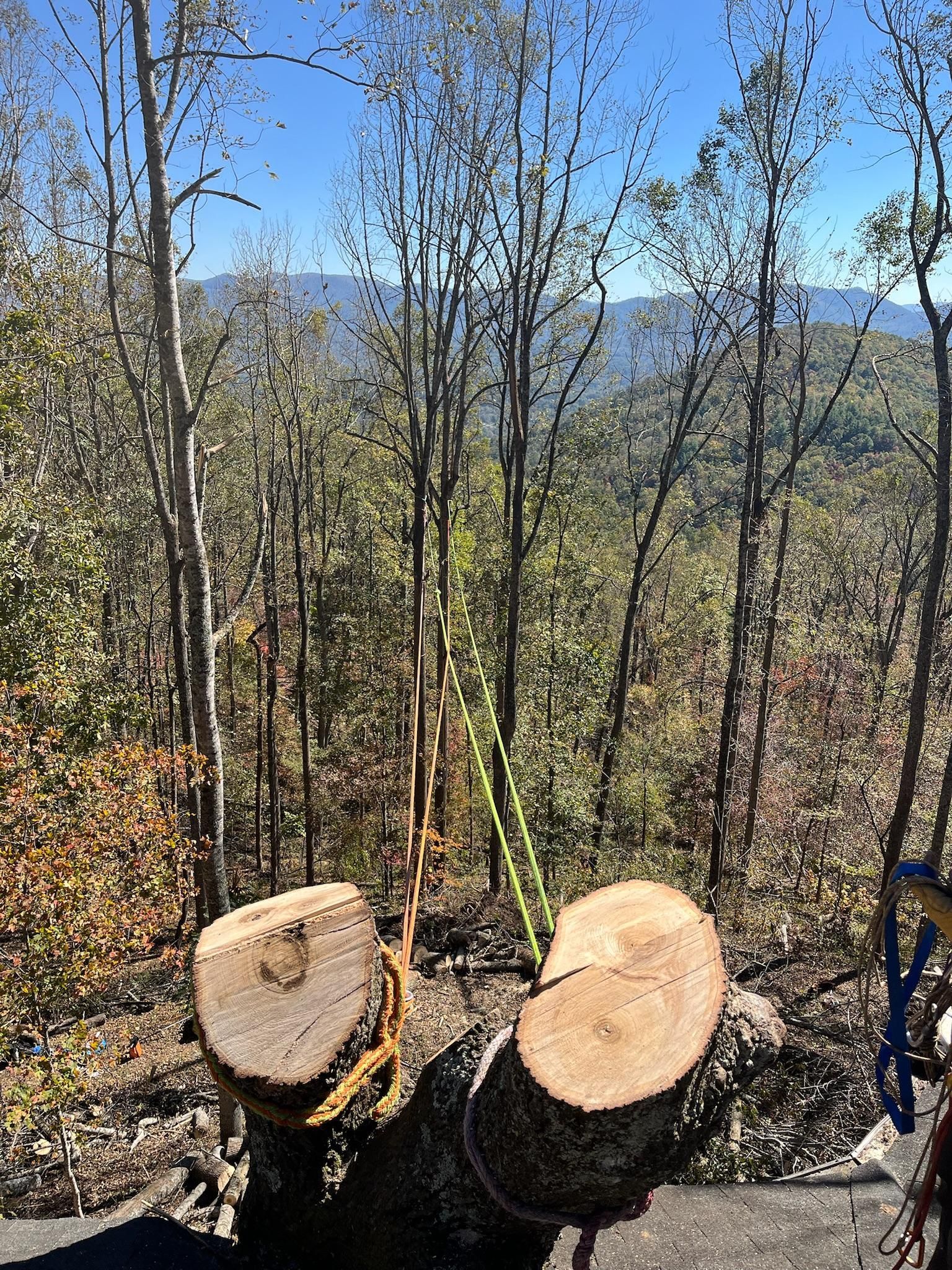 Cut tree trunk in front of forest and distant mountains under a blue sky.
