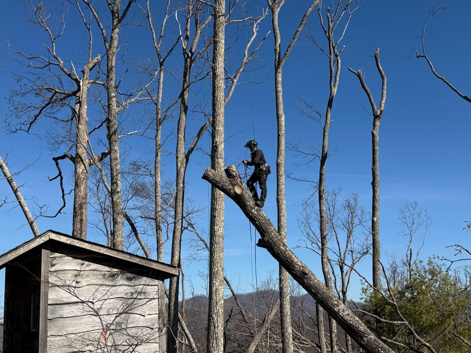 Person in safety gear cutting a tree branch with a small shed nearby. Clear blue sky.