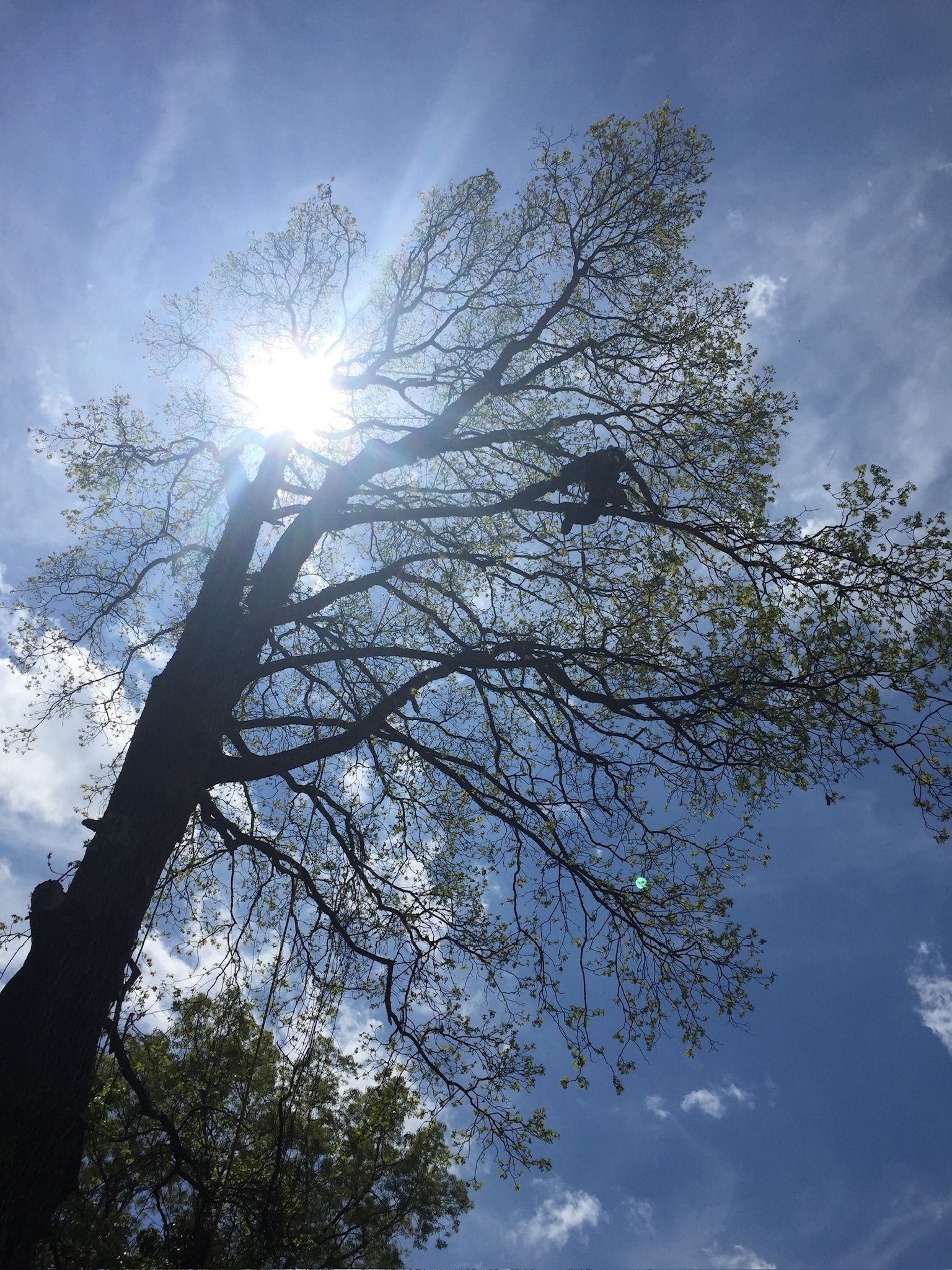 Sun shining through tree branches, blue sky with clouds.