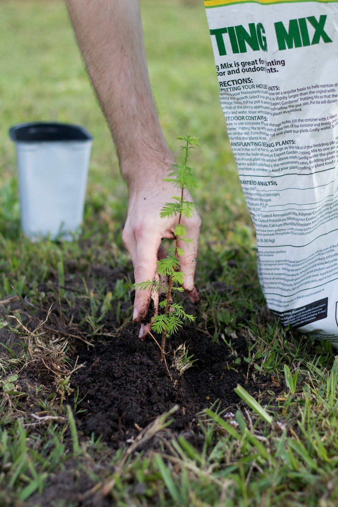 Person planting a seedling in the ground with potting mix bag and bucket nearby.