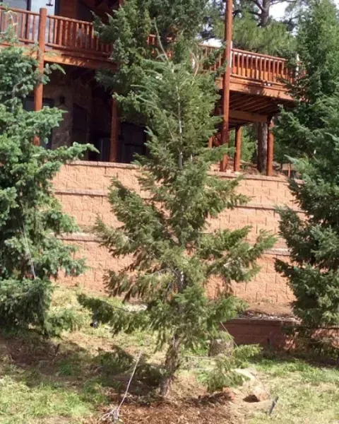 Young evergreen tree in front of a brick retaining wall and wooden house with decks.