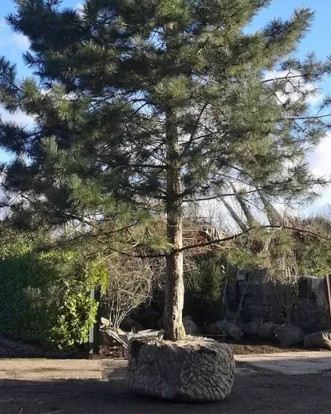 A pine tree with a thick trunk emerging from a large, rounded stone base, against a cloudy sky.
