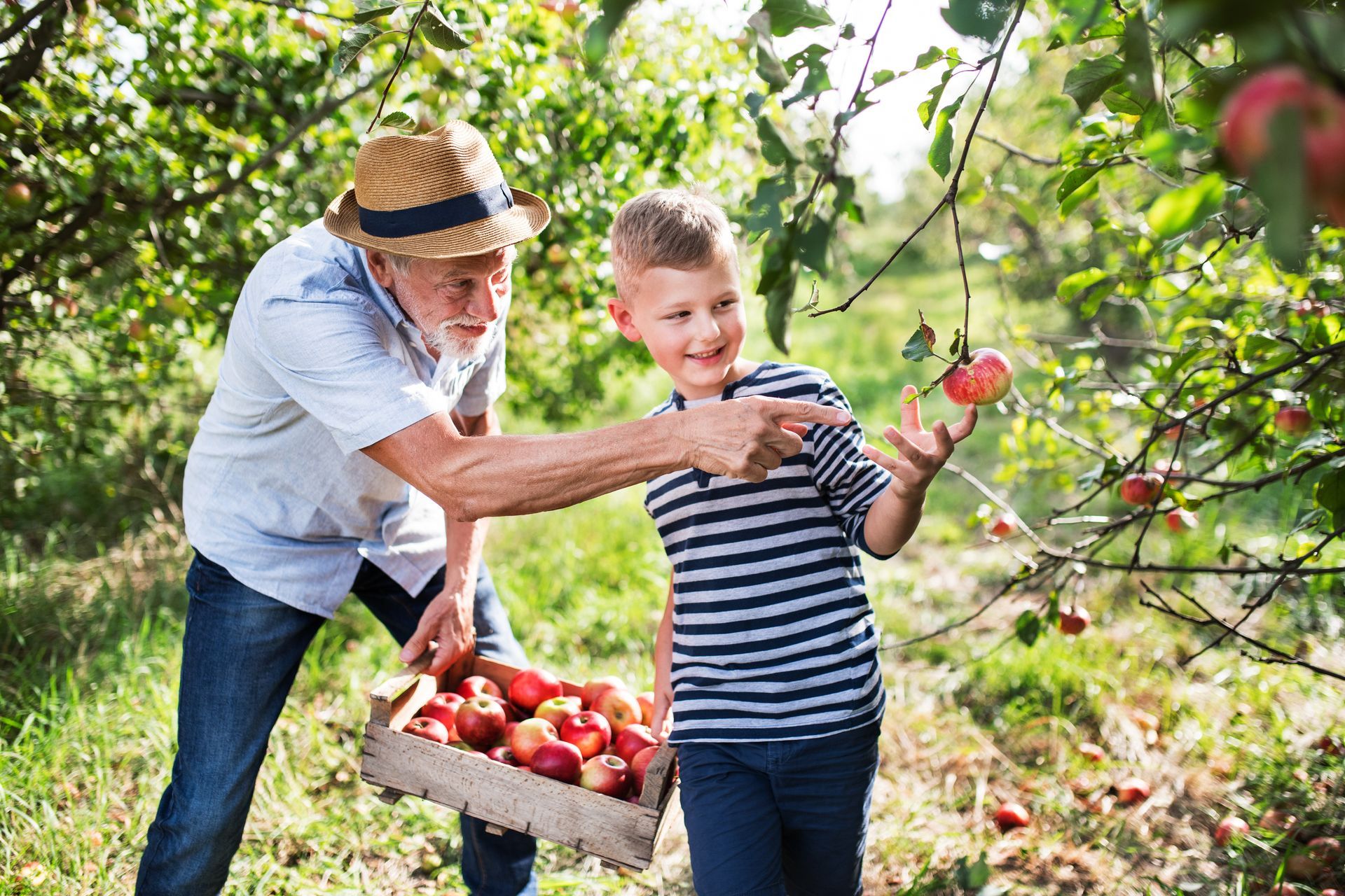 apple picking for seniors