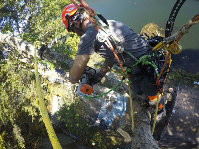 Press Release: Greenworks partners with famed arborist – Ken Palmer