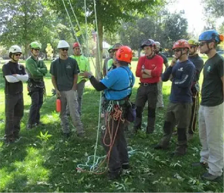 line-clearance-vegetation-management