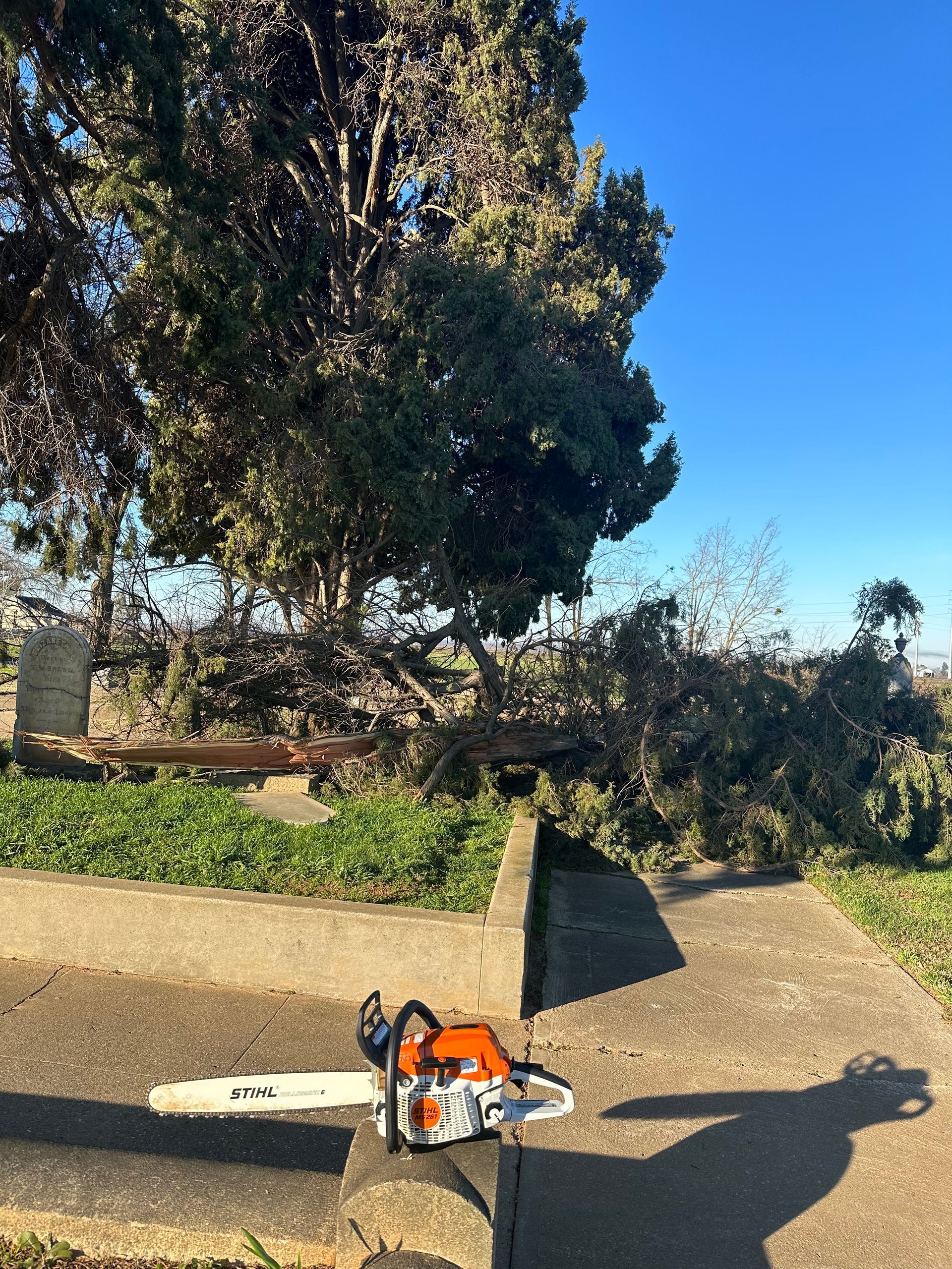 A chainsaw is sitting on the sidewalk next to a fallen tree.