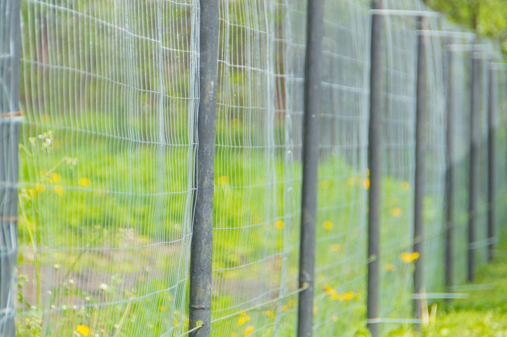 Rusty Chain Wire Fence in Backyard
